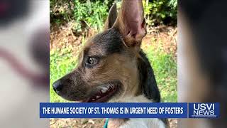 Humane Society of St. Thomas in Urgent Need of Fosters