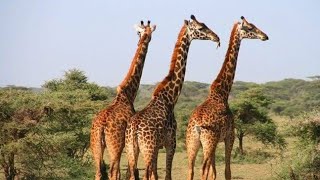 3 Facts About Giraffes @planet2animals