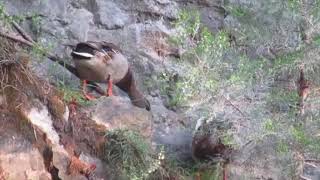 Ducks On The Cliff