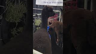 🦙"A Glimpse of the 108th Pennsylvania Farm Show's Animal Kingdom"🐄