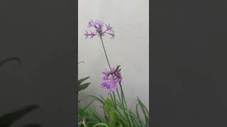 Tulbaghia violacea là một loài thực vật có hoa trong họ Amaryllidaceae #nature #flower #gardenplant