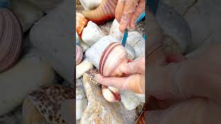 #pearl #seafood #hunting pearls #picking pearls #fishing #food #satisfying #relax #fish #outdoors