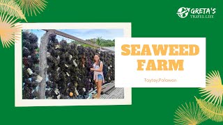 SEAWEED FARM TAYTAY PALAWAN