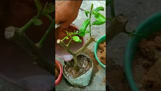 Great Technique Propagate Lemon Tree with Hormone #shorts #naturefarm #grafting #gardening #viral