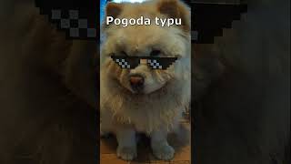 Pogoda w rytmach disco 💥⛈ #chowchow #śmieszne #psy #pies