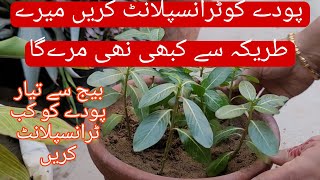 How to trancplant vinca |Grow vinca from seeds |   plant |best soil for repoting plant