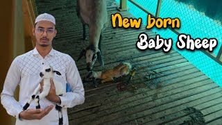 Sheep giving birth to baby sheep | goat farm // bakri ke delivery | Sheep delivery