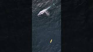 When your kayak would fit in a whales mouth #bigbluewhale #whales #bluewhale #ocean #drone #kayak