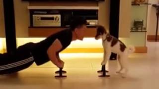 Little pup working out with his trainer and owner...cute routine