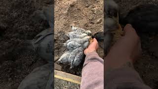 Gallina De Combate Y Su 9 hijos