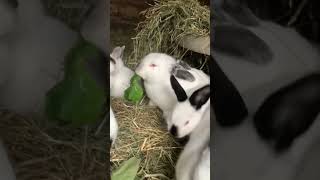 The sound of the rabbits #rabbit #funnyanimal