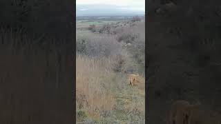 Segugio italiano Hare hunting in Greece 🇬🇷🇬🇷🐇🐇