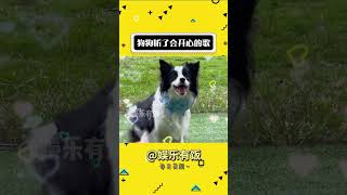 快给你家小狗听听看 #娱乐评论大赏 #狗狗 #可爱 #分享有趣的视频#shorts