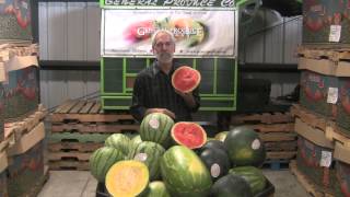 The Produce Beat - Personal, Yellow & Black Watermelons