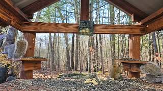 Squirrel sanctuary in the forest Red Squirrel peanut heist