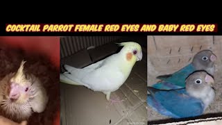 cocktail parrot red eye aur baby red eye han 😏