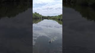 Поймал карася на поплавок! Рыбалка на карася  #shortvideos #fishing #рыбалка