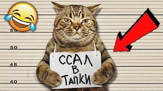 Забавные Детеныши Животных l Сборник Смешных Видео с Собаками и кошками 2022