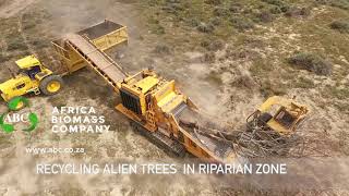 Wood Recycling | Alien Trees in Riparian Zone