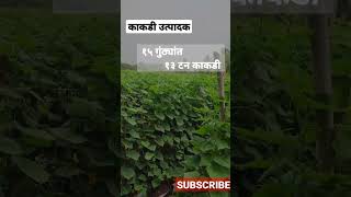 काकडी उत्पादक #agriculture #farming #shetkari #agribusiness #kisan #आपला_शेतकरी  #short #shortvideo