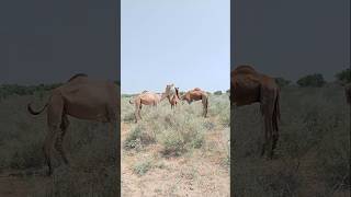 Camel she-camel & baby camel #ytshorts #camel #camelinthedesert #shorts#camellove #camelfarm