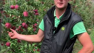 Meet James Filsell of Filsell's Apples located in South Australia's Adelaide Hills.