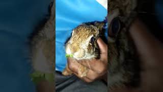 rabbit while eating coriander