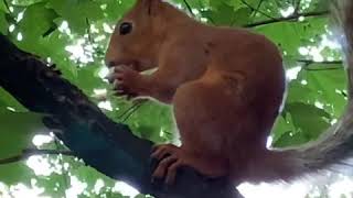 Белка песенки поёт 🐿...да орешки всё грызёт