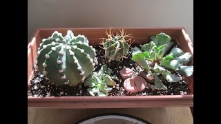 An Introduction to Cactus Gardening