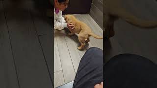 Golden Retriever - Shake a Paw 🐾 #dogs #paw #goldenretriever #share #shorts #dogwhisperer #subscribe