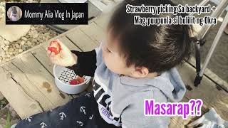 STRAWBERRY 🍓 PICKING SA BACKYARD + MAGPUPUNLA SI BULILIT NG OKRA | BUHAY JAPAN