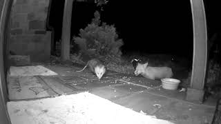 Fox and opossum share a meal together