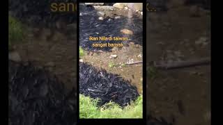 penampakan sungai di taiwan, ikan nya melimpah g ada yg ambil.