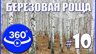 Видео 360 градусов. Берёзовая роща в степях Казахстана.