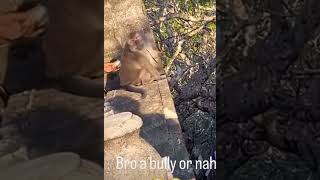 This monkey is a thief. ￼#pet #zoo #comedy