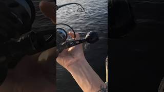 My live shrimp gets smashed! Caught my PB