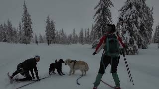 Don' t be afraid of wolves in Norway (when skiing...)