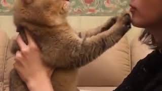 | 9GAG | Stop kissing me hooman, you’re not allowed