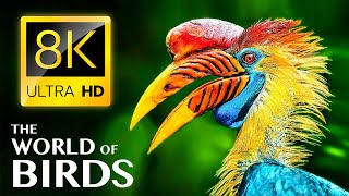 THE WORLD OF BIRDS 8K in ULTRA HD