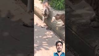 दो बिल्ली जहरीला सांप को मार रहा  🐍 🐆😳| #shorts #cats #snake #animals