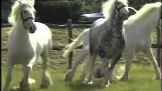 Horses Shire Horses Thames News 1991