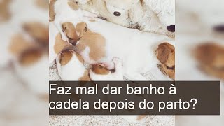 Faz mal dar banho à cadela depois do parto?