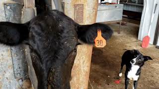 How to Draw Blood and Preg Check Cattle