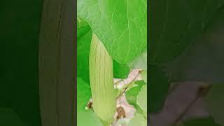 گھیا توری۔زبردست طریقہ کاشت۔ Sponge gourd Stacking @CyberAgriExtension #music #nature