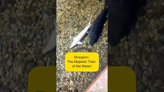 Sturgeon: The Majestic Titan of the Water! AquaVerse #sturgeon #ancientfish #shorts