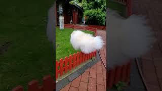 Fliege Hunde    Летучие собаки