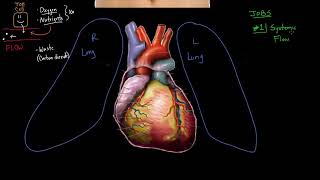 Meet the heart! _ Circulatory system physiology