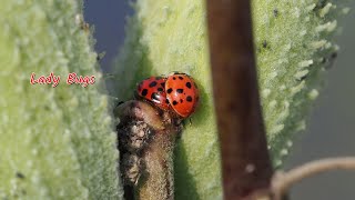 Busy Lady Bugs