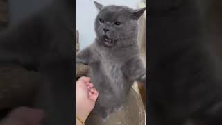 Cat needs help😂😂😂#funnyshorts #funnyvideo #funnycatvideos #funnycats