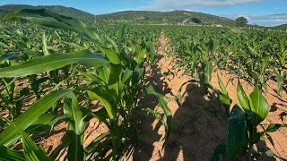 FAZENDO SEGUNDA PASSAGEM NA LAVOURA DE MILHO #agro #pecuaria #gado #milho